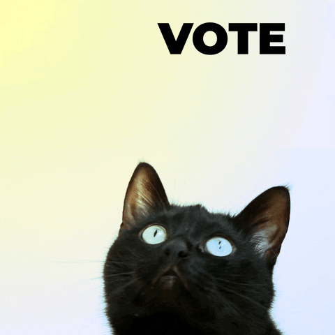 اڑتے ہوئے متن کو دیکھتی ہوئی ایک نیلی آنکھوں والی کالی بلی، جس میں لکھا ہو ووٹ ڈالیں